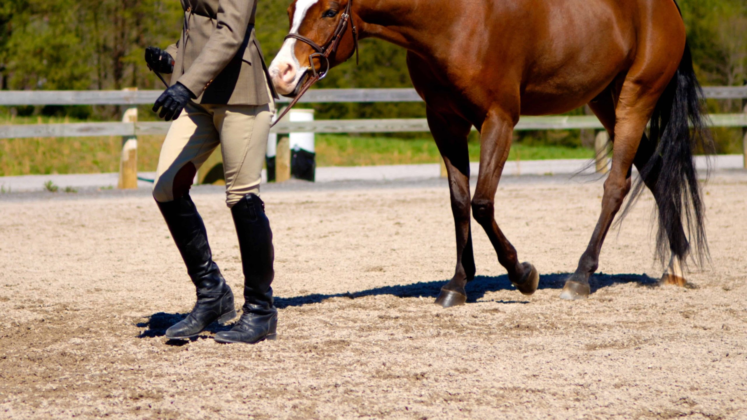 cours d'équitation. Élève avec son cheval